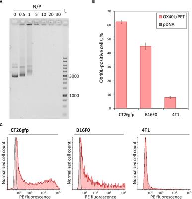 Non-viral-mediated gene transfer of OX40 ligand for tumor immunotherapy